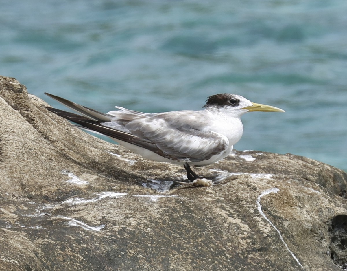 オオアジサシ - ML647701480