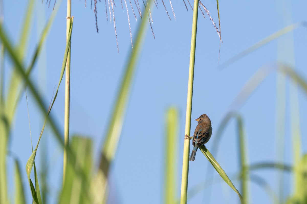 Indigo Bunting - ML647701528