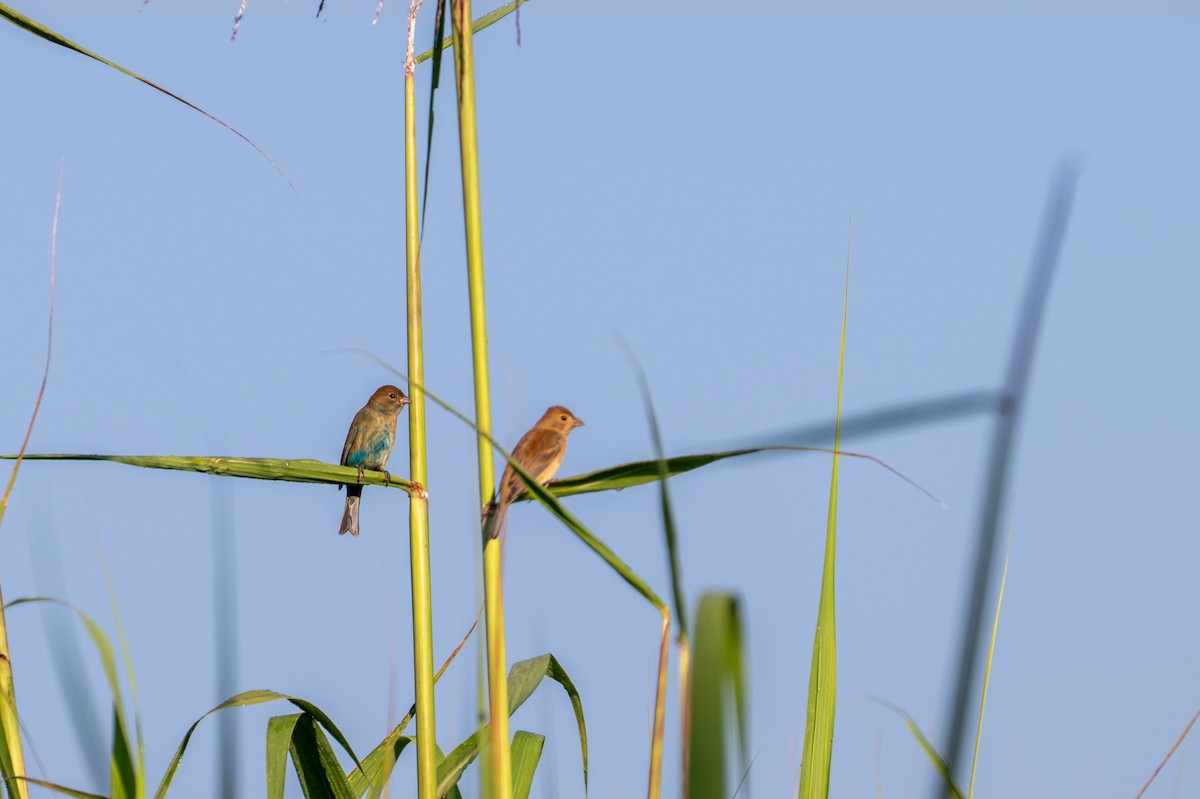Indigo Bunting - ML647701529