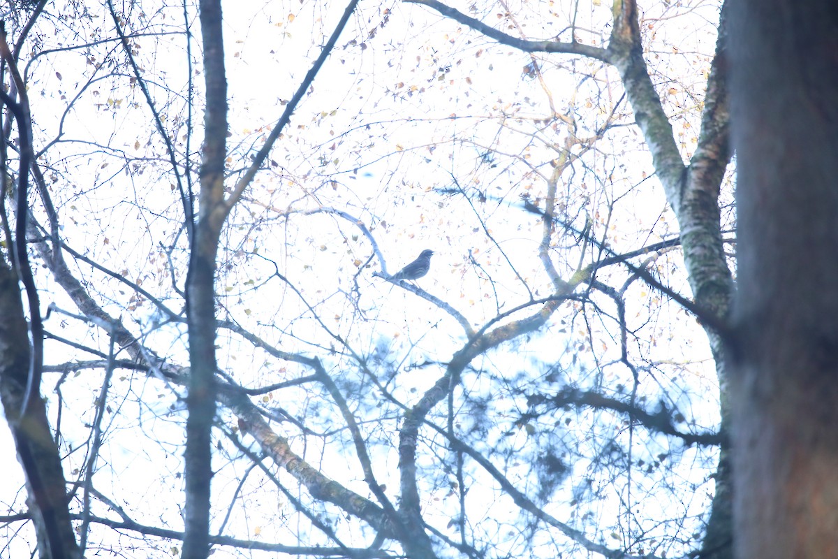 drozd cvrčala - ML647701533