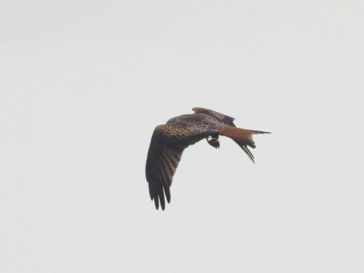 Red Kite - ML647701536