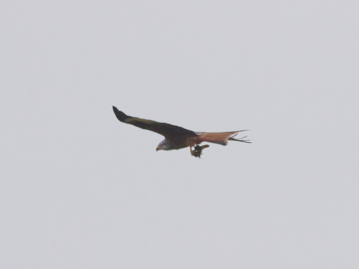Red Kite - ML647701538