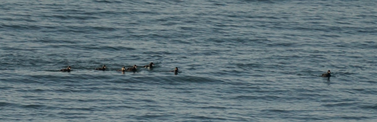 Common Scoter - ML647701543