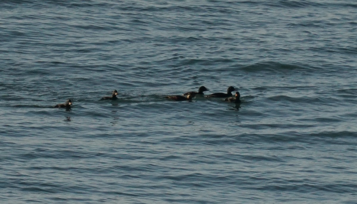 Common Scoter - ML647701559