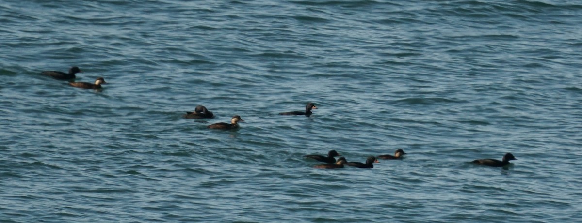 Common Scoter - ML647701571