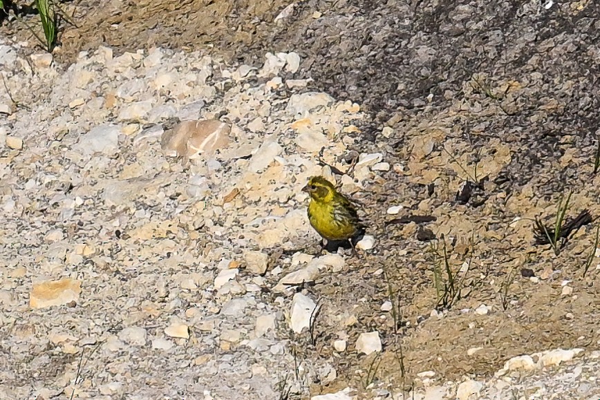 Girlitz - ML647701598