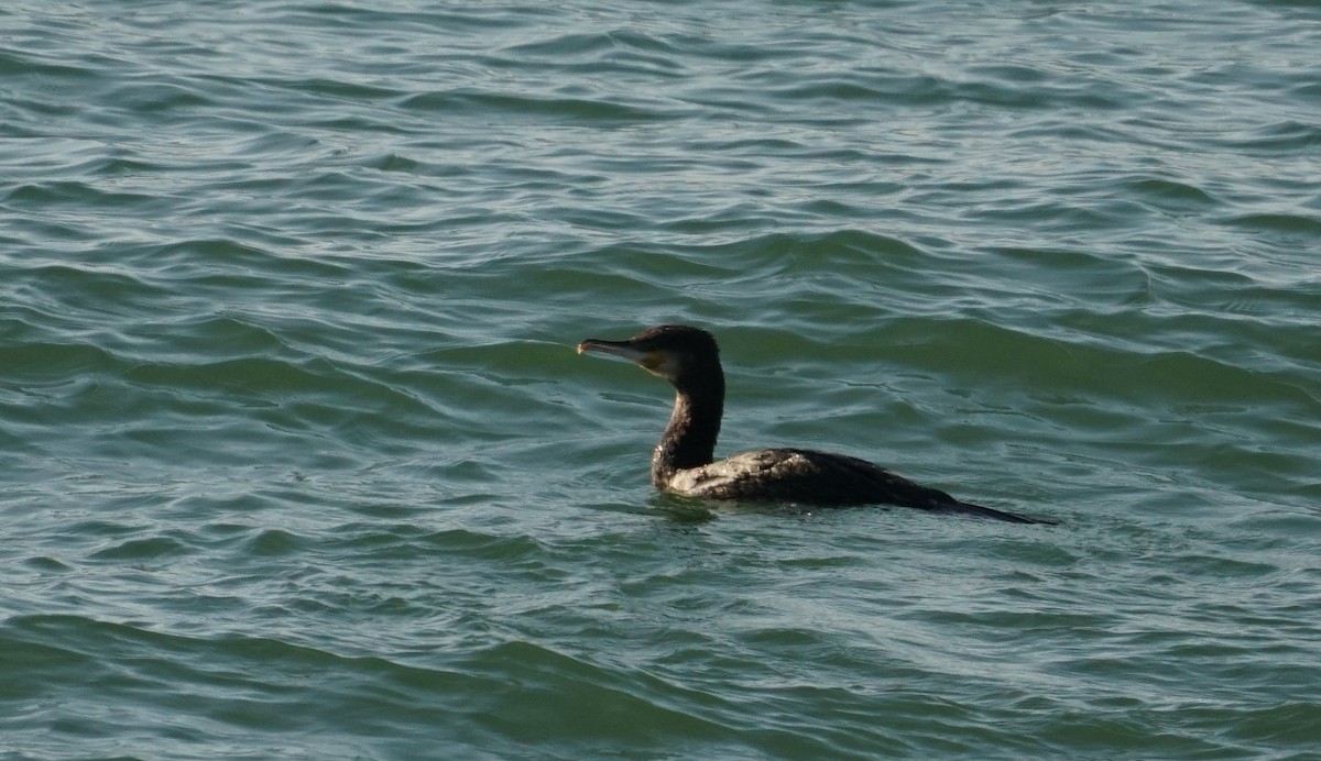 kormorán velký - ML647701610