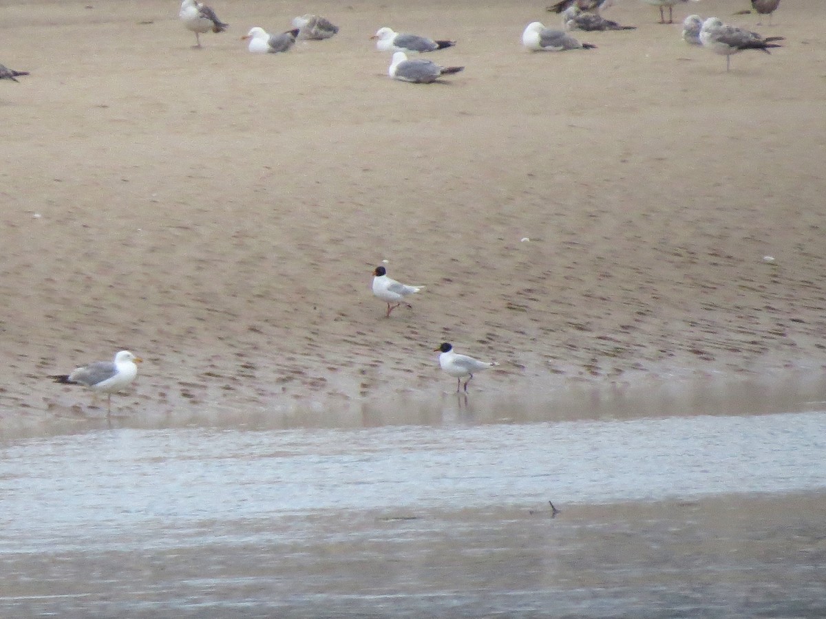 Mediterranean Gull - ML647701612