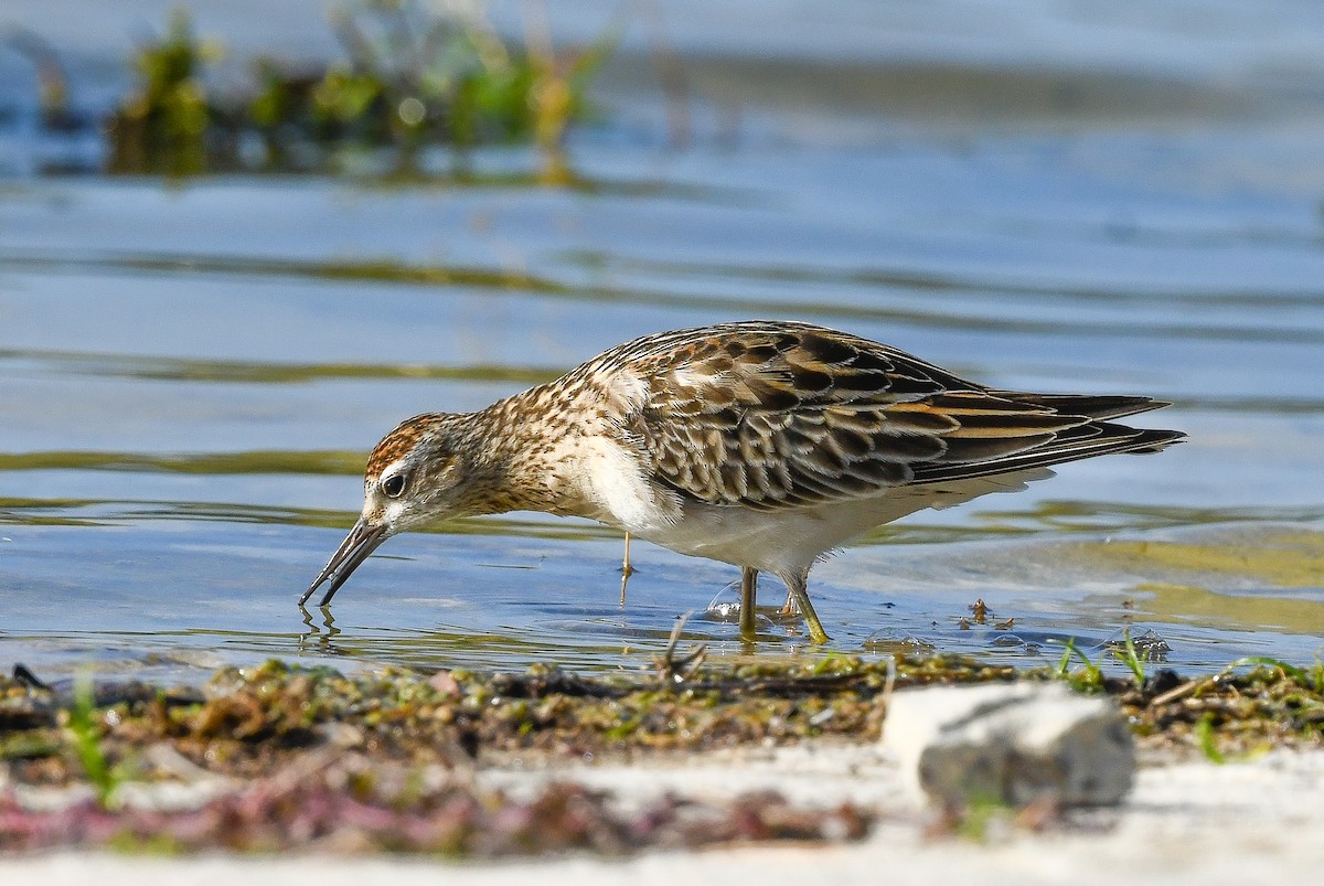 Sharp-tailed Sandpiper - ML647701643