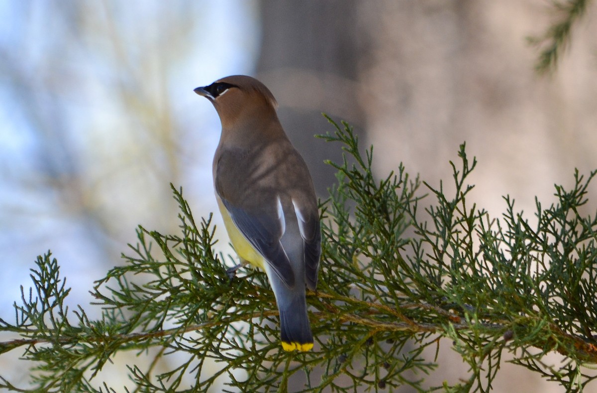 Cedar Waxwing - ML647701645