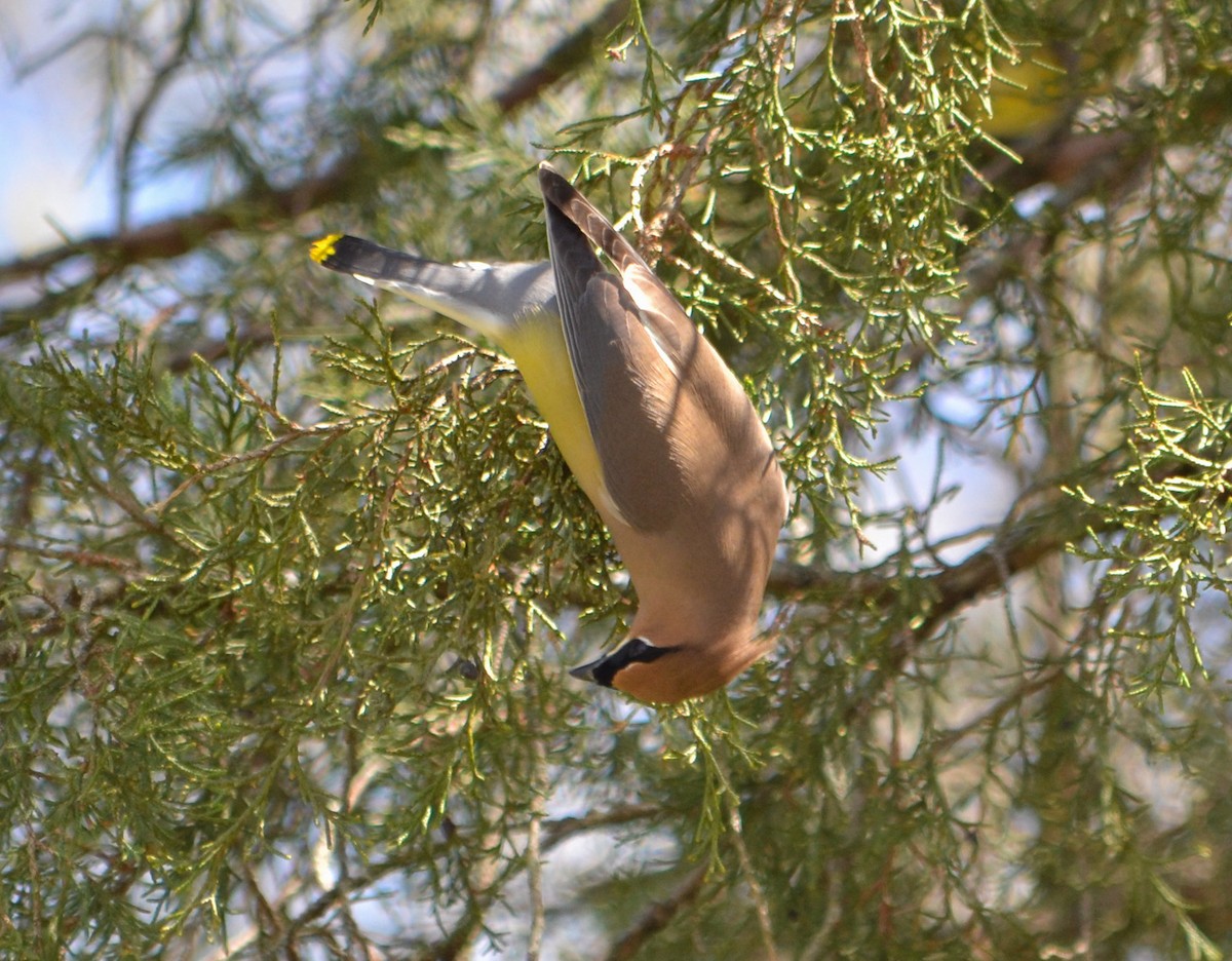 Cedar Waxwing - ML647701646