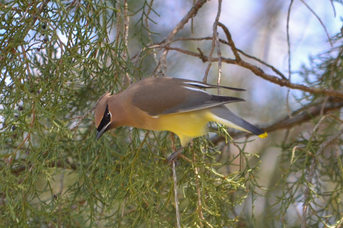 Cedar Waxwing - ML647701647