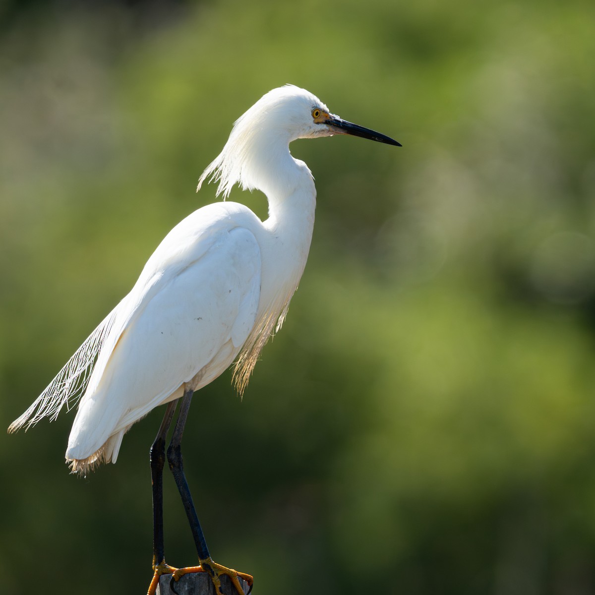 Great Egret - ML647701686