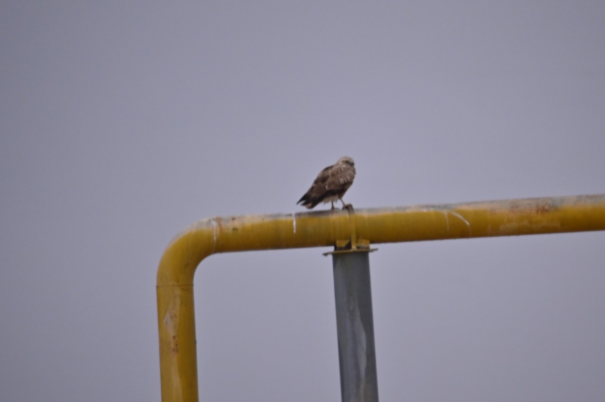 ニシオオノスリ - ML647701707