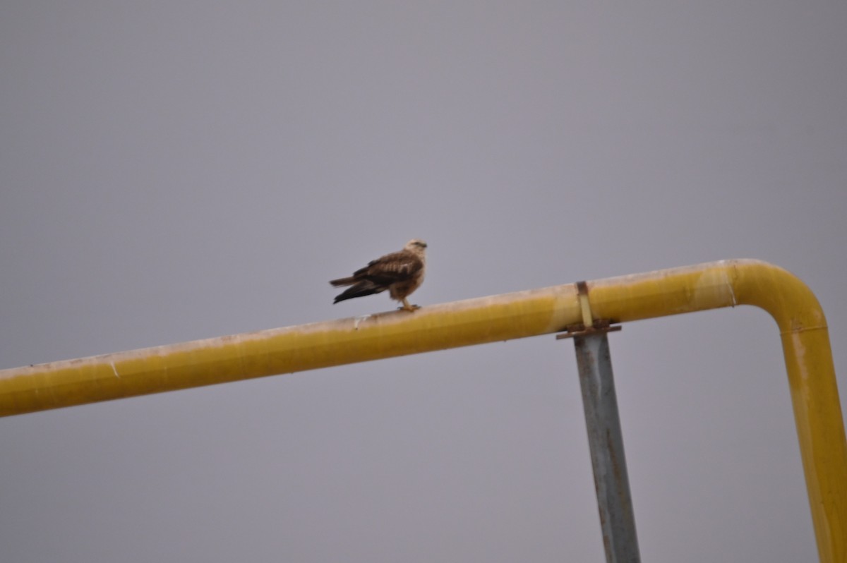 ニシオオノスリ - ML647701708