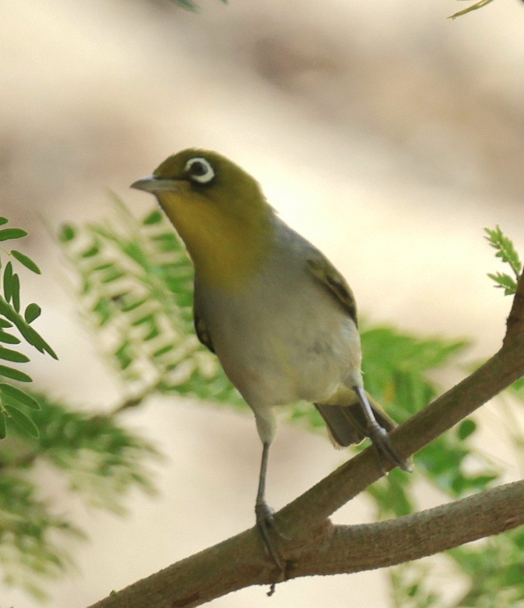 ハイムネメジロ - ML647701722