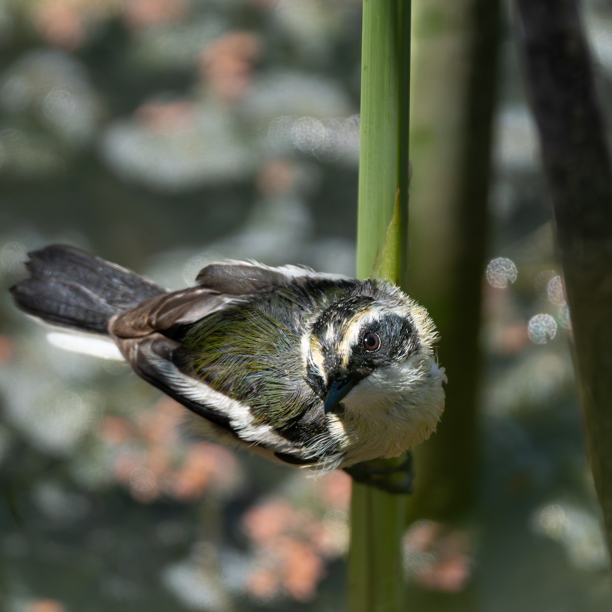 Many-colored Rush Tyrant - ML647701723