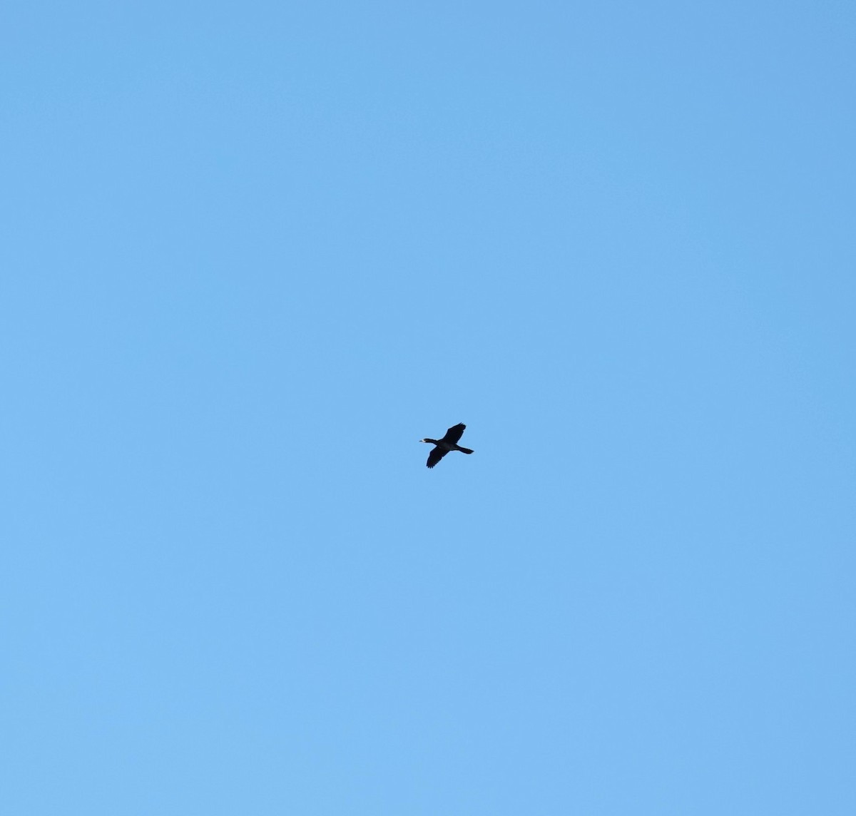 Pygmy Cormorant - ML647701743