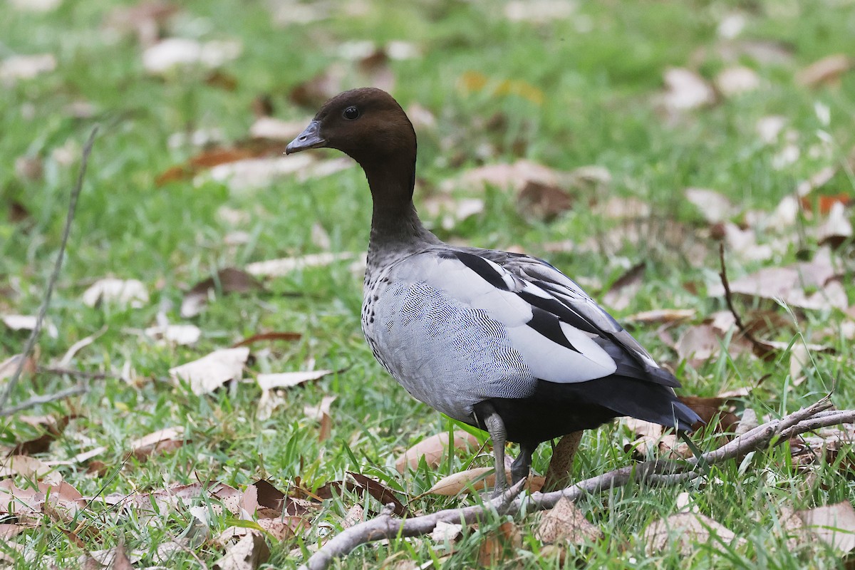 Maned Duck - ML647701745
