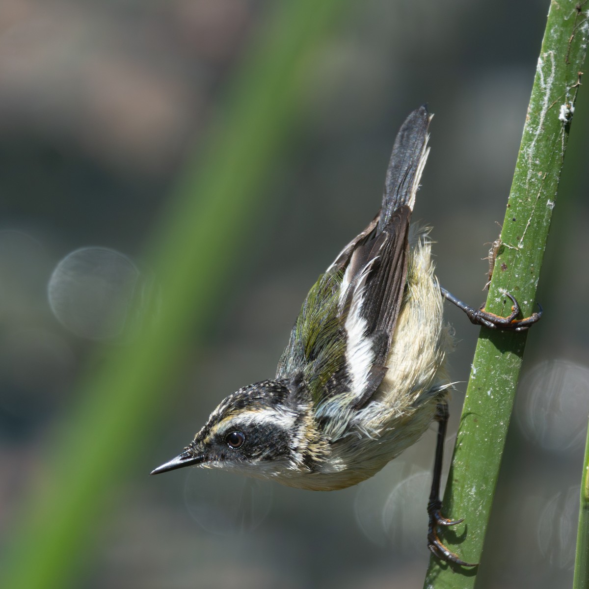 Many-colored Rush Tyrant - ML647701751