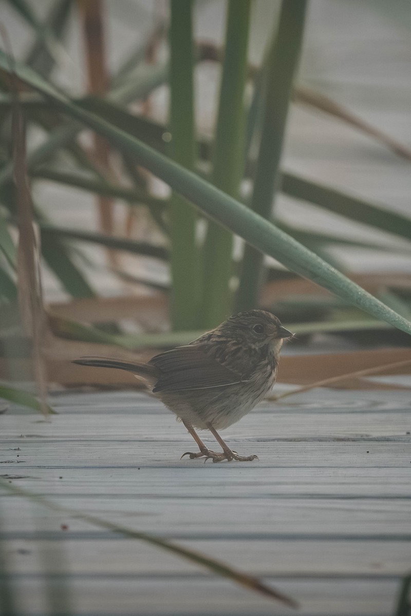 Song Sparrow - ML647701756