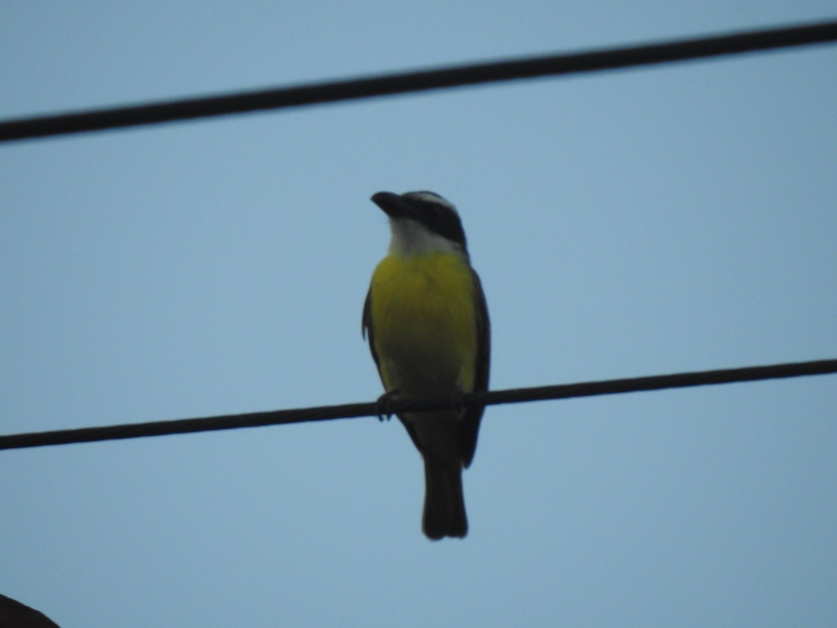 Boat-billed Flycatcher - ML647701757