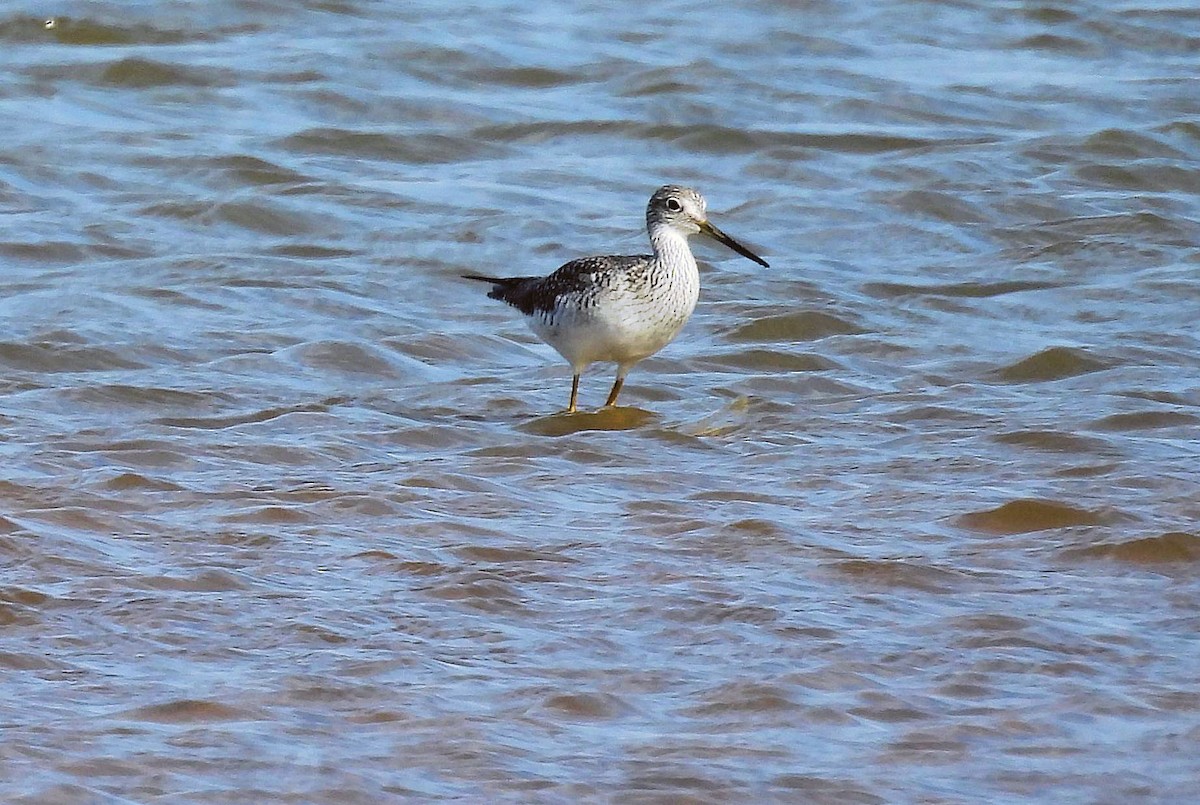 Greater Yellowlegs - ML647701758