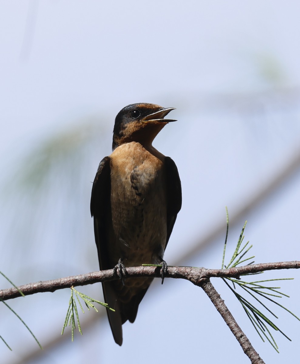 Pacific Swallow - ML647701759