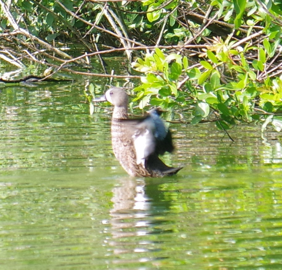Blue-winged Teal - ML647701760