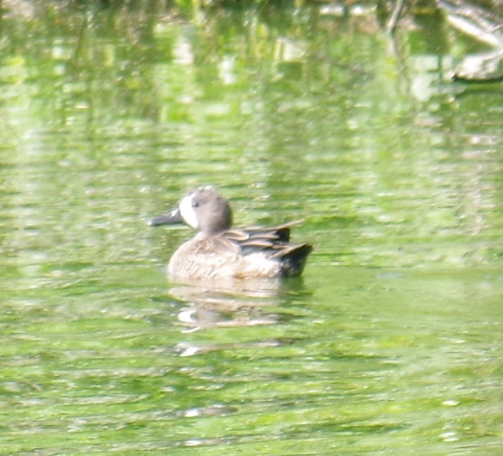 Blue-winged Teal - ML647701761