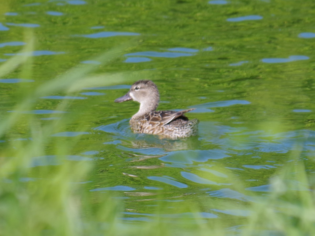 Blue-winged Teal - ML647701762