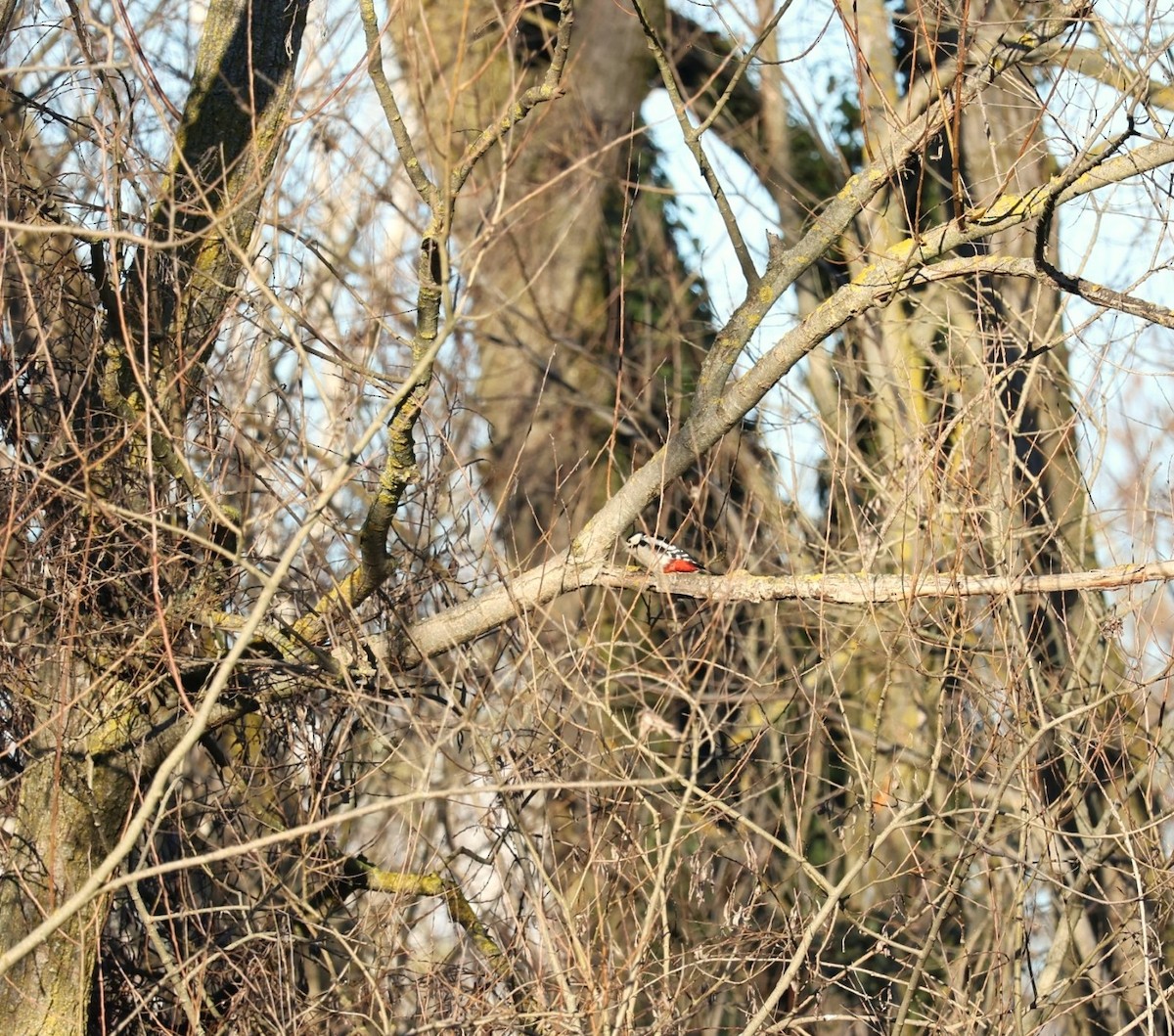 Great Spotted Woodpecker - ML647701766