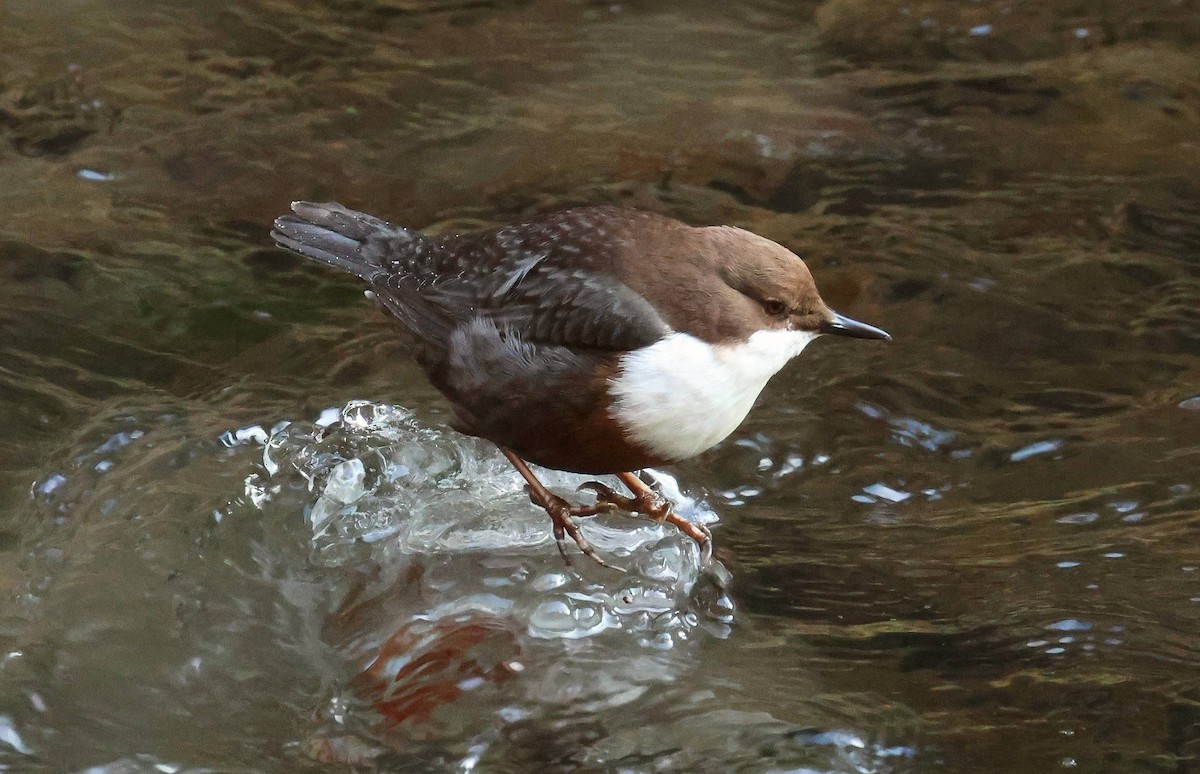 White-throated Dipper - ML647701767