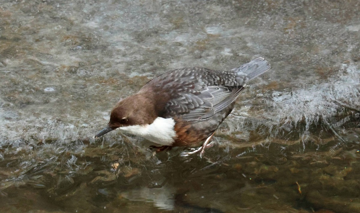 White-throated Dipper - ML647701768