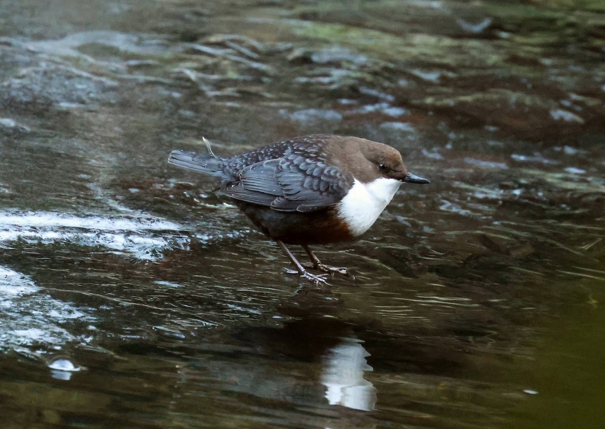 White-throated Dipper - ML647701769