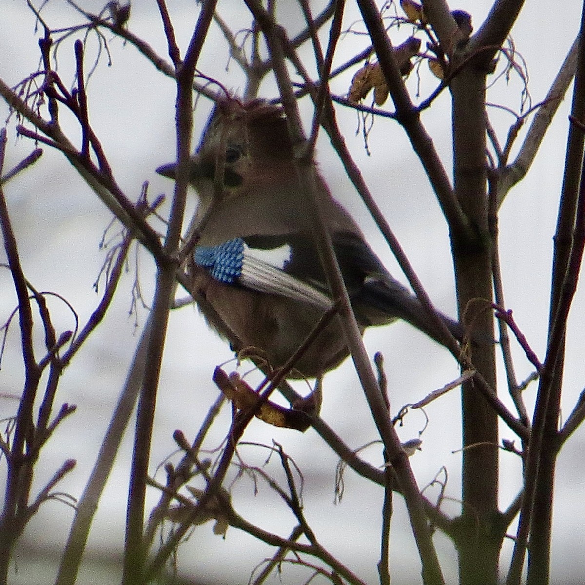 Eurasian Jay - ML647701770