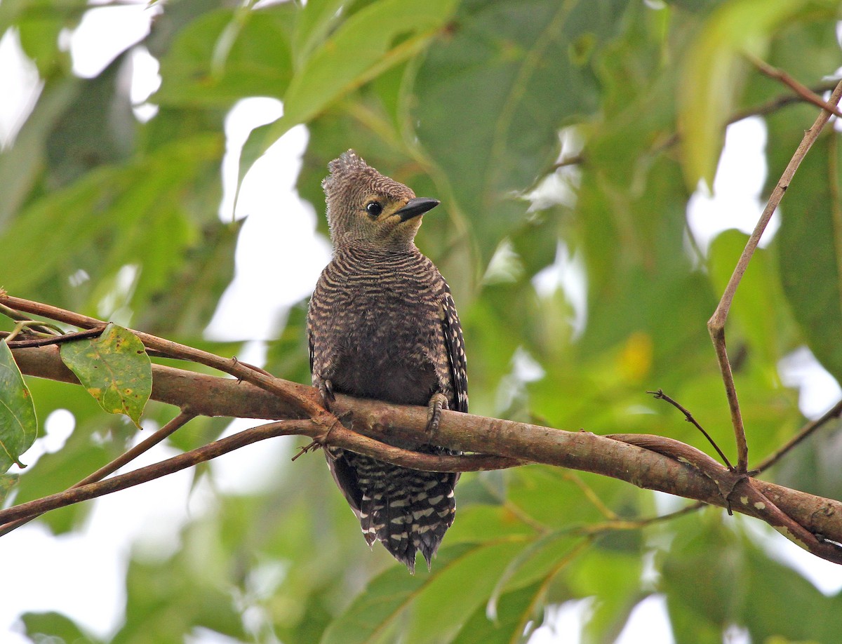 Buff-rumped Woodpecker - ML647701771