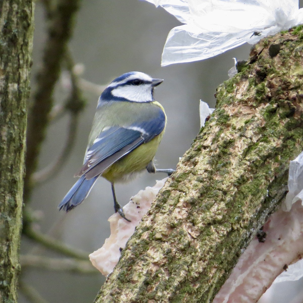 Eurasian Blue Tit - ML647701773