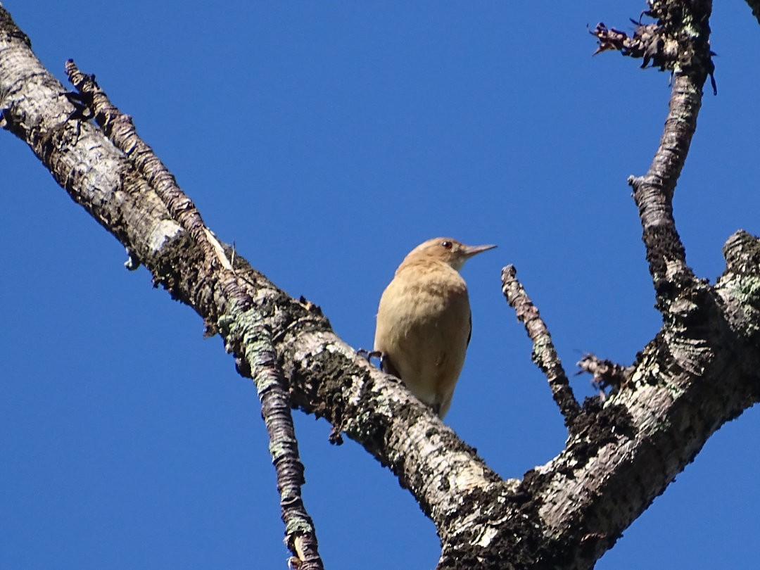 Rufous Hornero - ML647701774