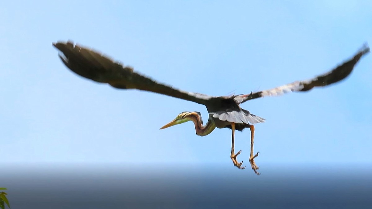 Purple Heron - ML647701775