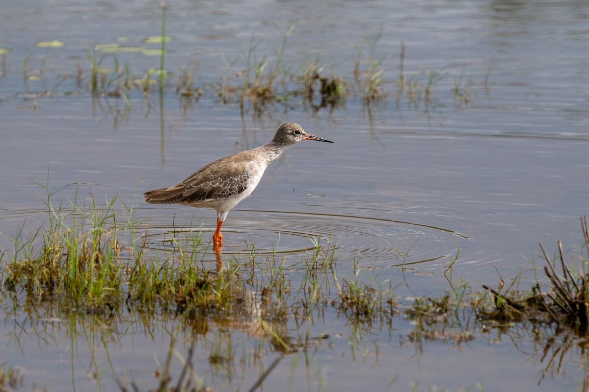 Common Redshank - ML647701776