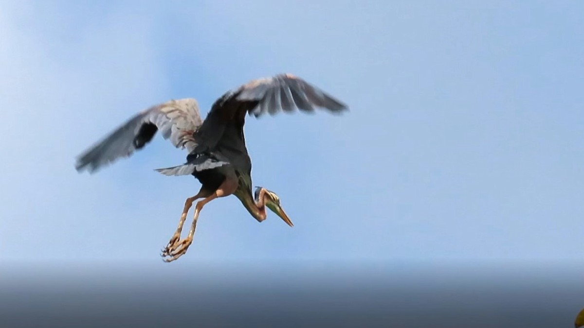 Purple Heron - ML647701780