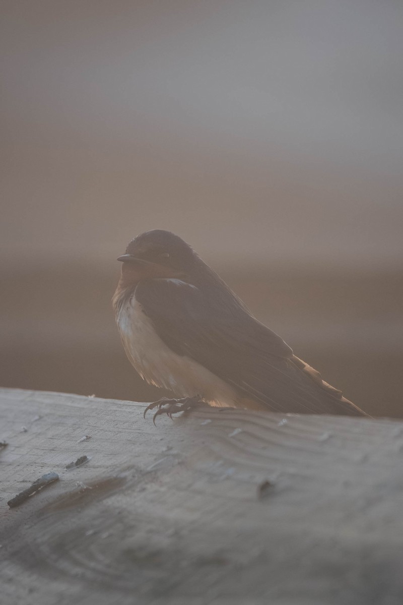 Barn Swallow - ML647701784