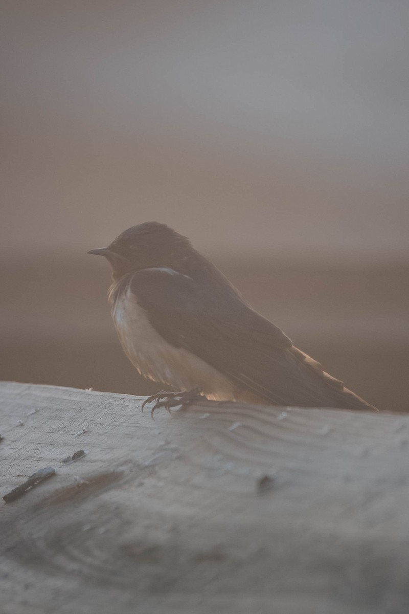 Barn Swallow - ML647701785
