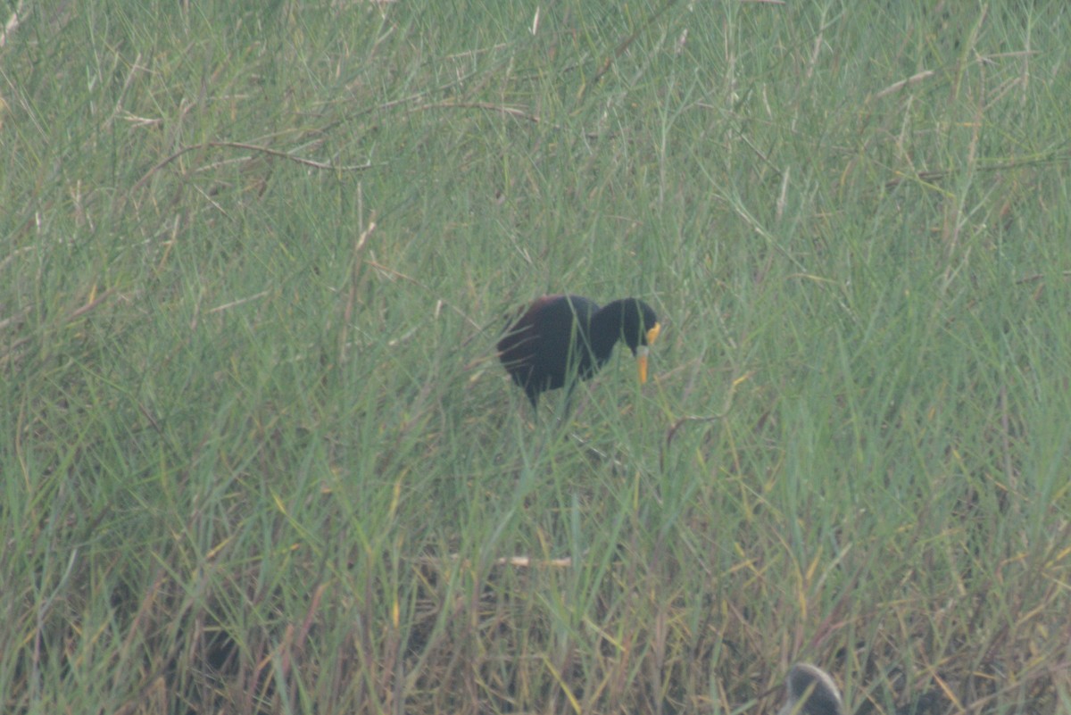 Northern Jacana - ML647701786