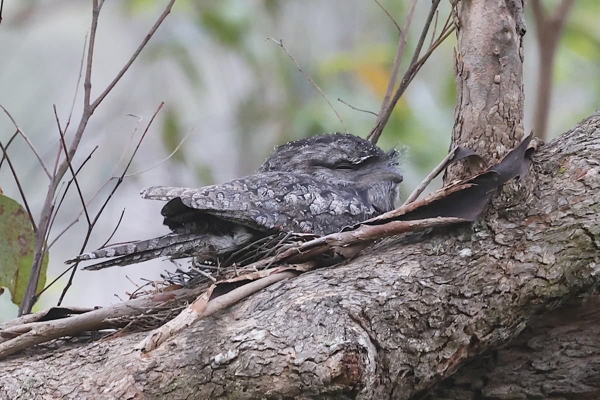 Tawny Frogmouth - ML647701788