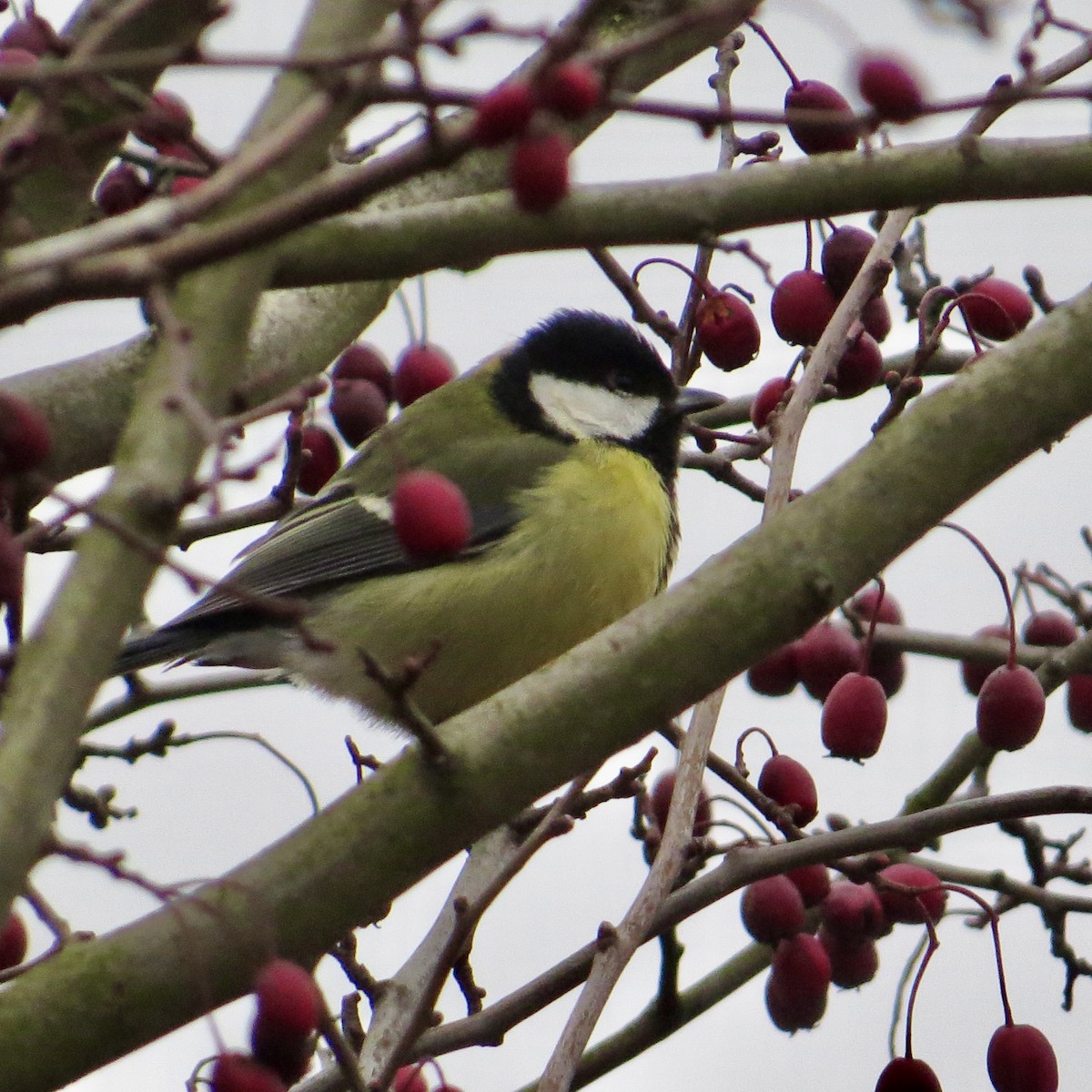 Great Tit - ML647701791