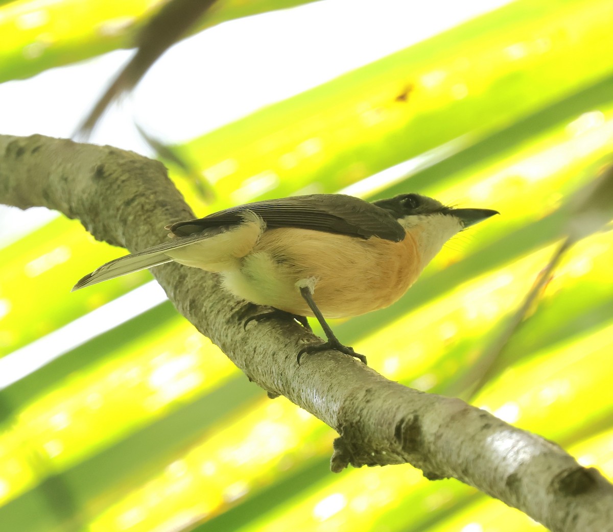 アカハシヒラハシ - ML647701792