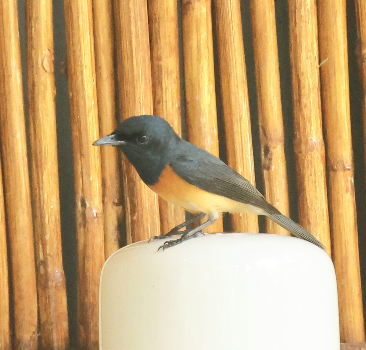 アカハシヒラハシ - ML647701793