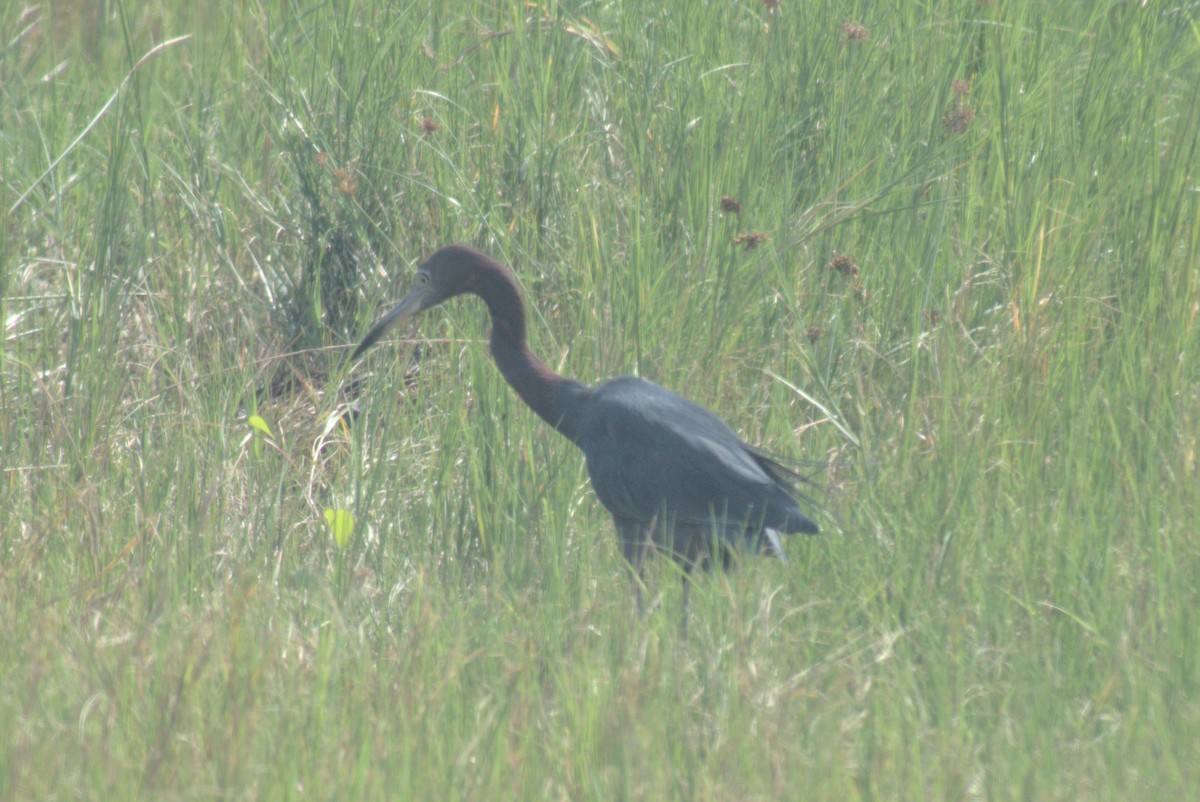 Little Blue Heron - ML647701801